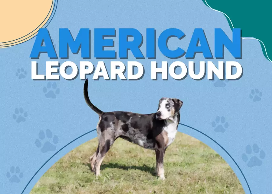 American Leopard Hound aggression
