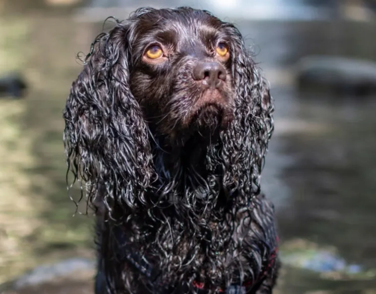 managing dog shedding