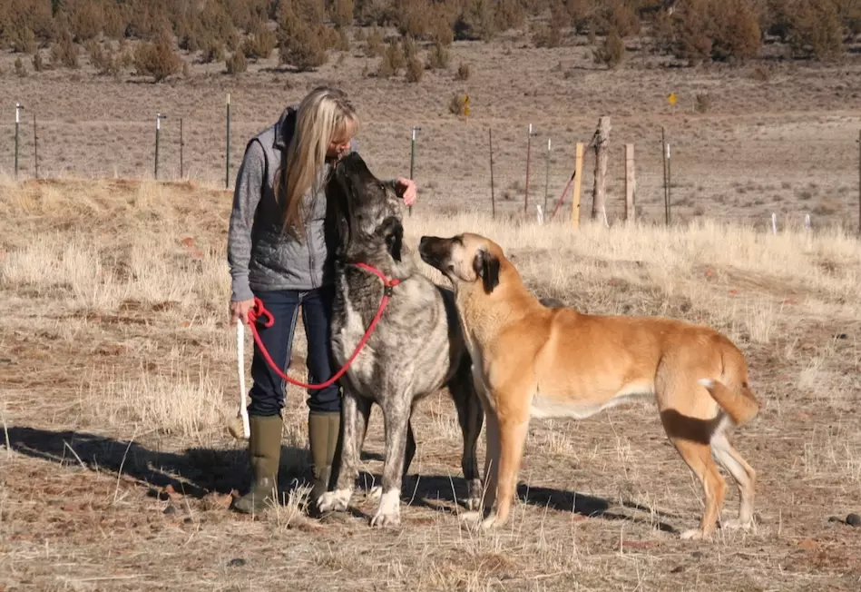 Anatolian Shepherd weight