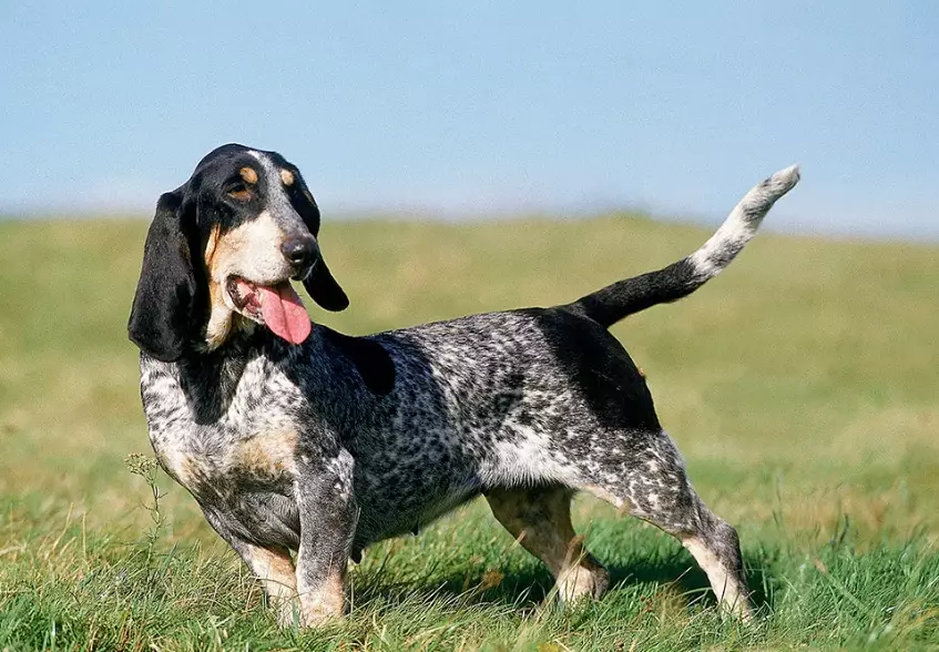 Basset Bleu de Gascogne for sale