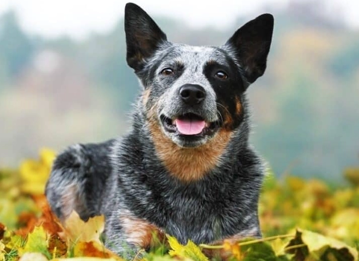 australian cattle dog blue heeler difference