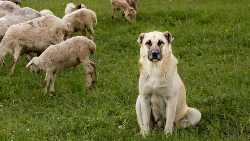 guard dog intelligence