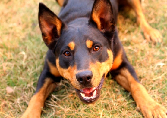 Kelpie dog training