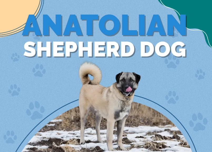 guard dog intelligence