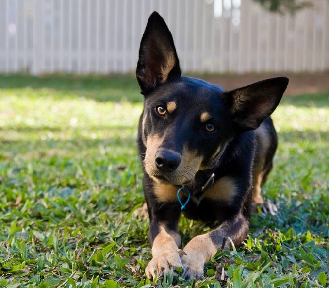 Kelpie dog training
