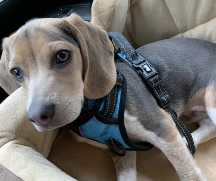 AKC beagle colors AKC beagle colors