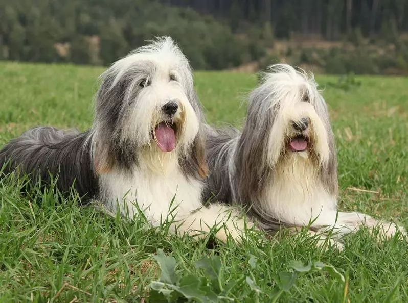 Bearded Collie puppy price