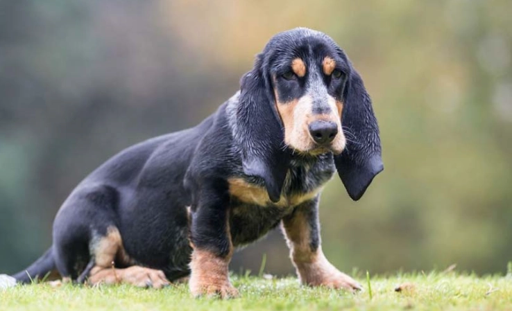 Basset Bleu health problems