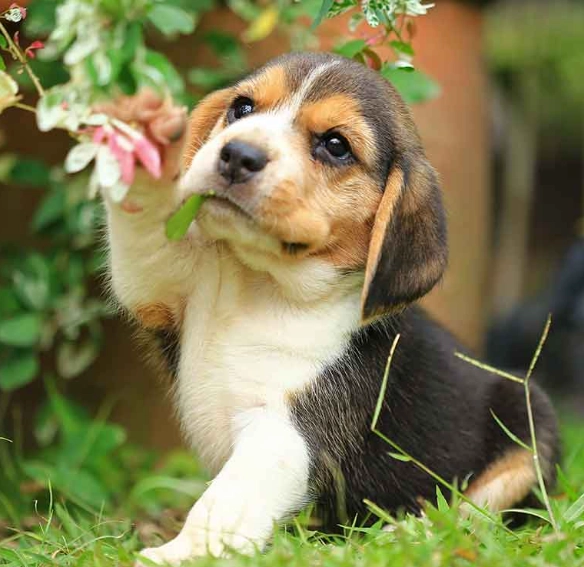 beagle puppy care beagle puppy care