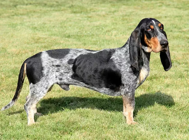 Basset bleu de gascogne personality