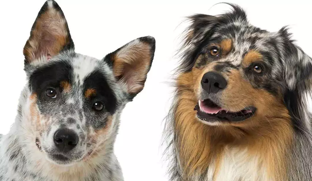 Are Blue Heeler and Australian Cattle Dog the same?