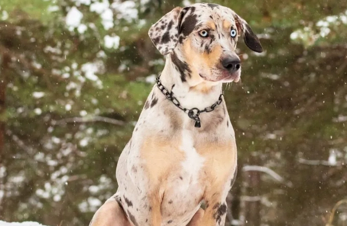 American Leopard Hound aggression