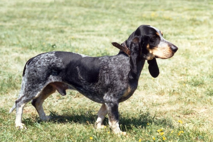 Basset bleu de gascogne personality
