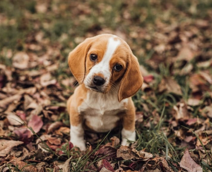 AKC beagle colors AKC beagle colors