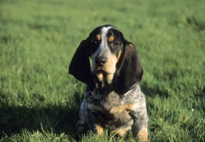 Bleu de Gascogne basset behavior