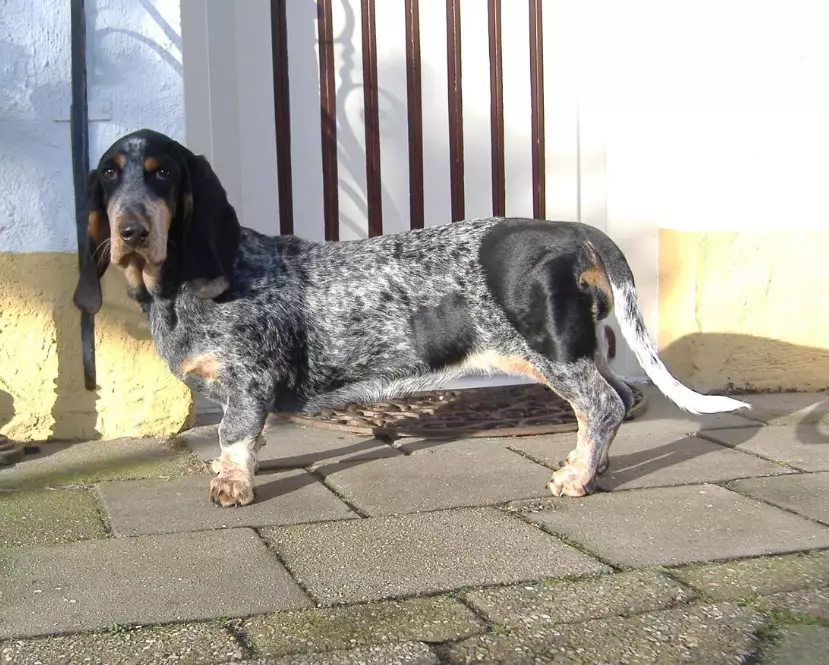 Basset Bleu de Gascogne temperament