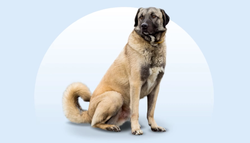 Anatolian Shepherd intelligence ranking