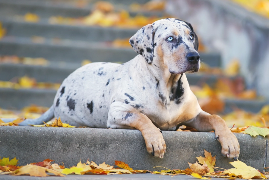 American Leopard Hound temperament