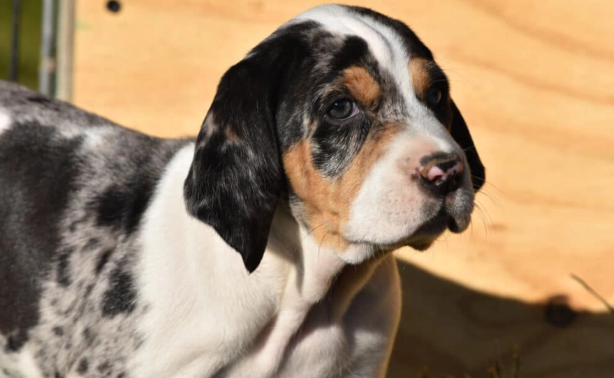 American Leopard Hound temperament