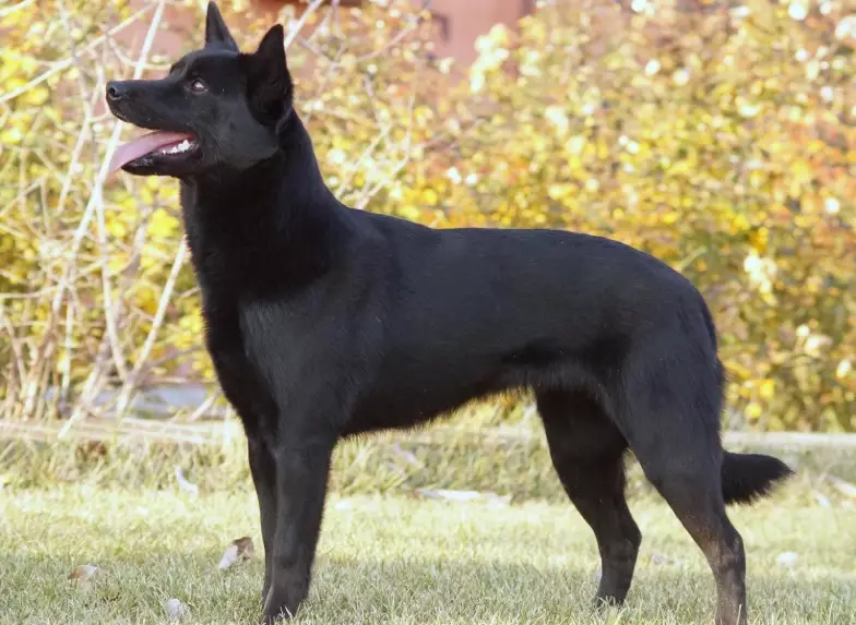 black Kelpie temperament