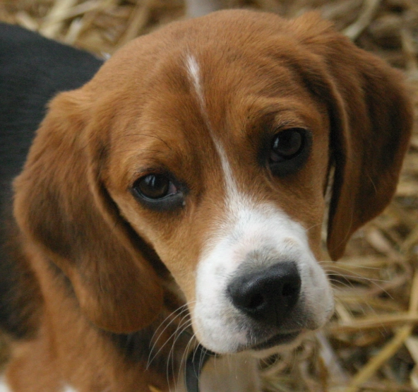 beagle puppy price beagle puppy price