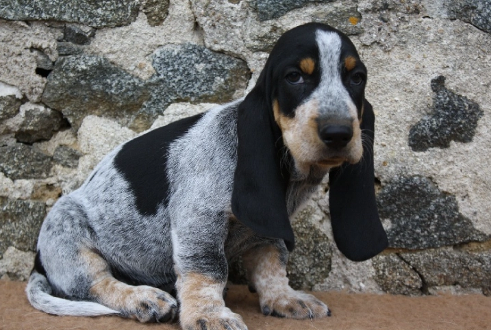 Bleu de Gascogne basset behavior