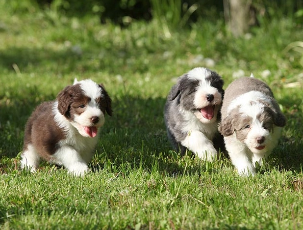 Bearded Collie puppy temperament