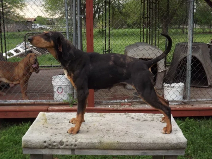 Are American Leopard Hounds good family dogs