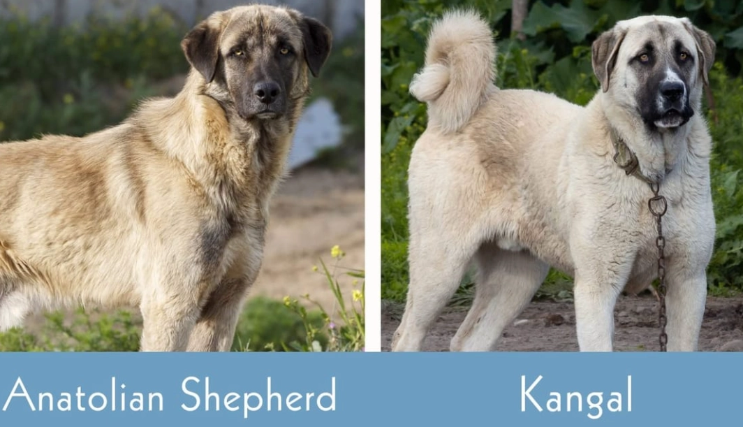 Anatolian Shepherd size