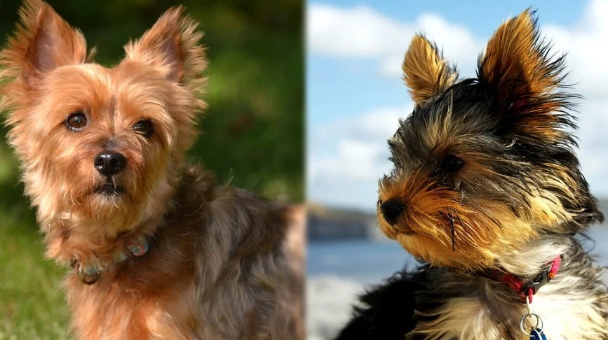 Australian Terrier vs Yorkie