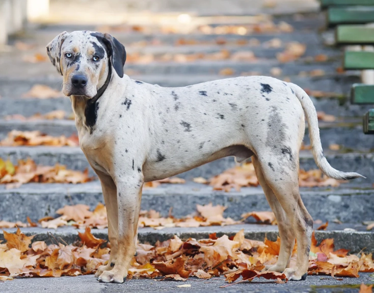 Catahoula Leopard Dog mix