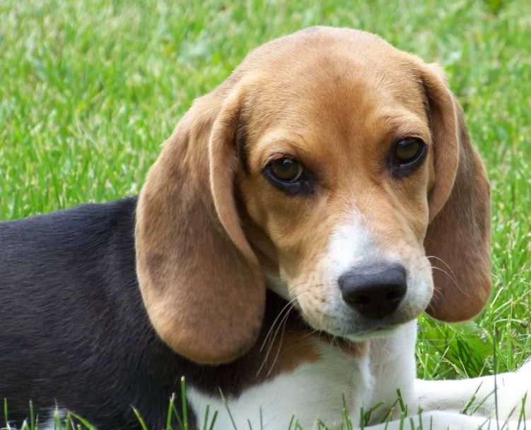 beagle puppy training beagle puppy training
