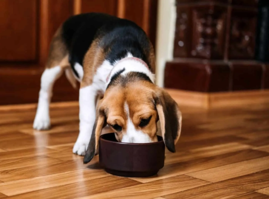 beagle feeding guide
