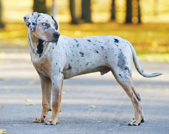 American Leopard Hound temperament