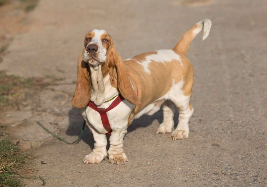 basset hound cancer