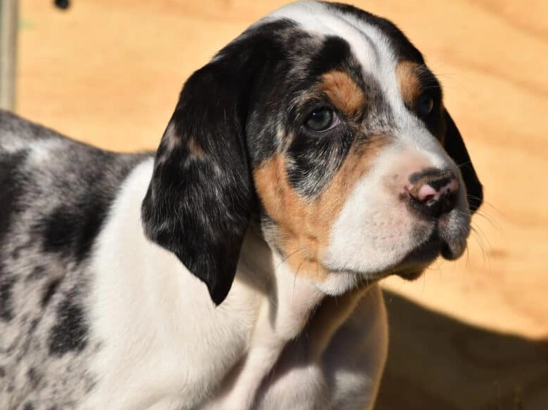 Catahoula Leopard Dog mix