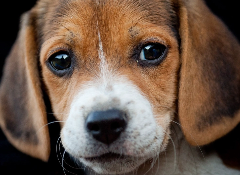 beagle puppy price beagle puppy price