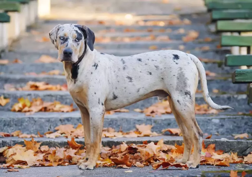 Are American Leopard Hounds aggressive?