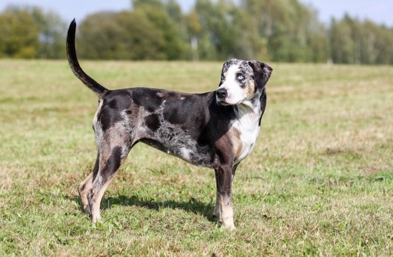 American Leopard Hound aggression
