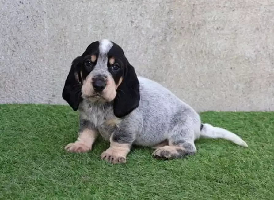 Basset Bleu de Gascogne