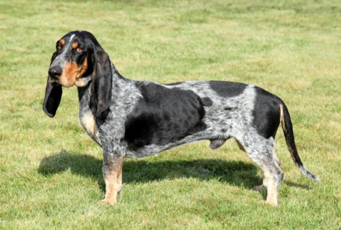 Basset bleu de gascogne temperament