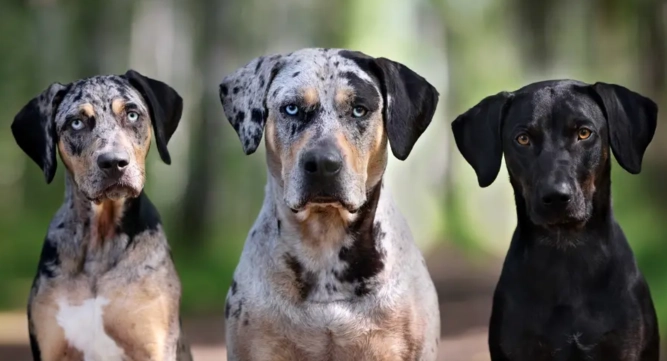 American Leopard Hound temperament