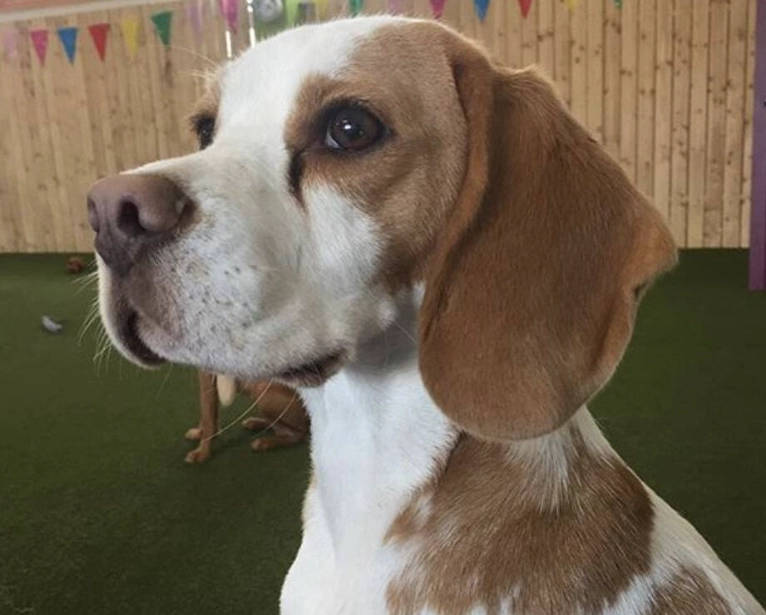 beagle colors beagle colors