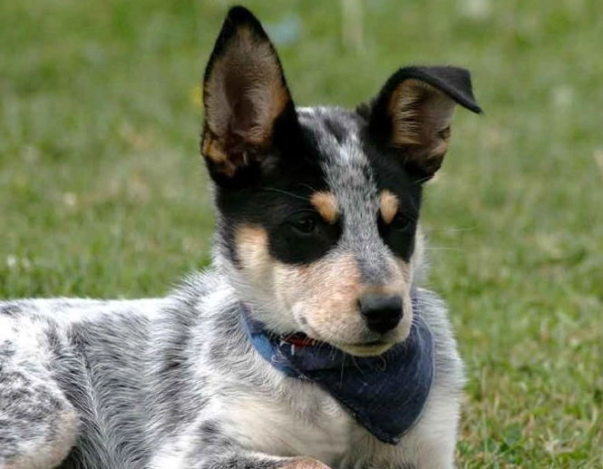 blue heeler vs australian cattle dog