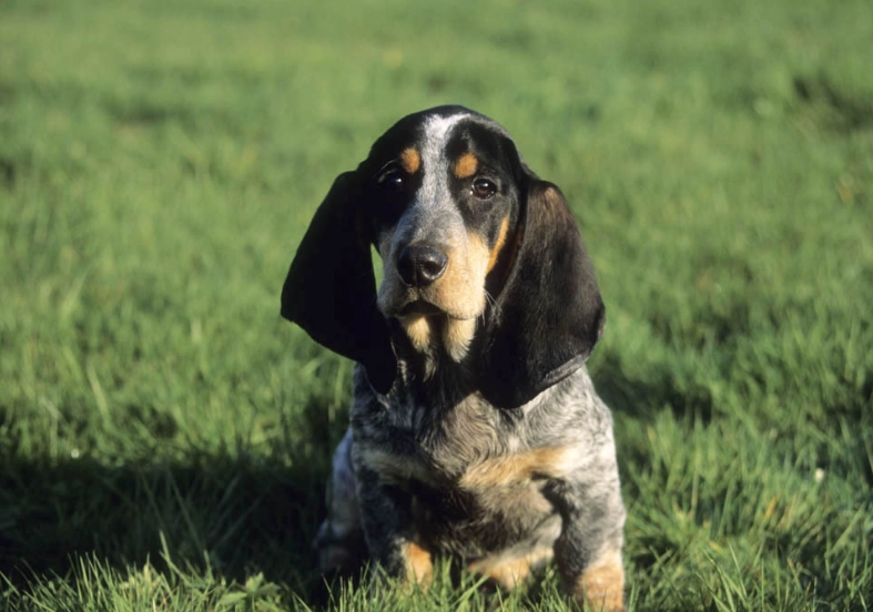 Basset Bleu de Gascogne care