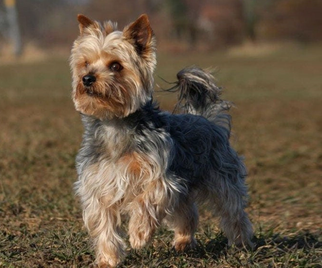 Australian Terrier and Yorkie comparison Australian Terrier and Yorkie comparison