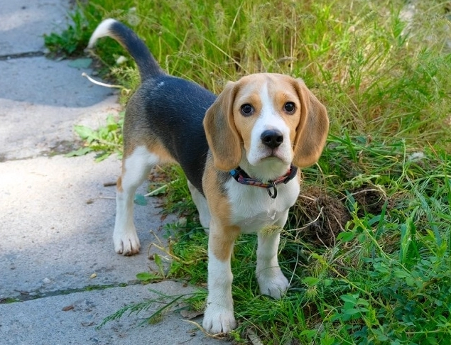 rare beagle colors rare beagle colors