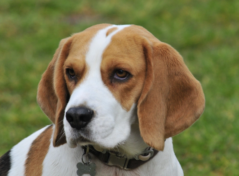 beagle lab mix beagle lab mix