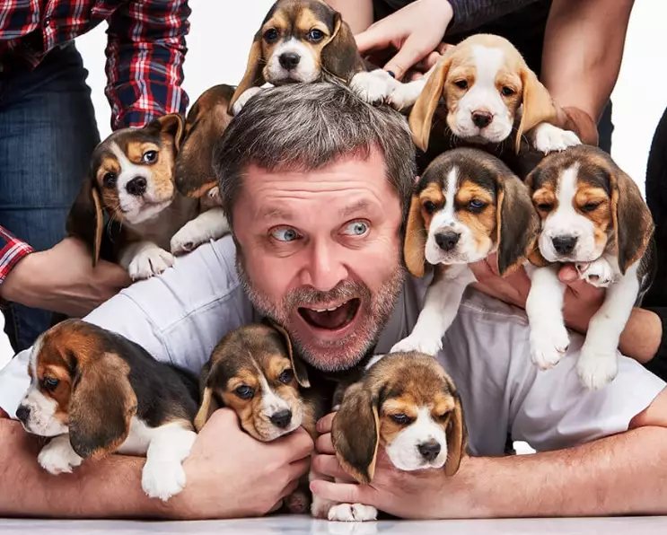 owning a beagle owning a beagle