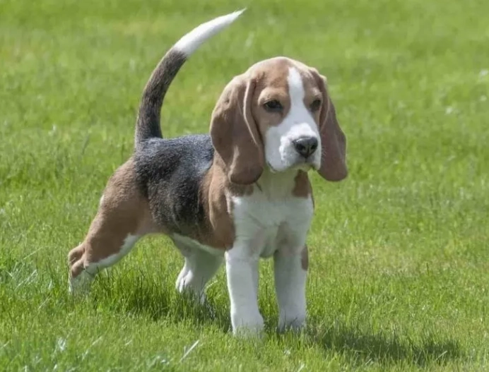 What are the pros and cons of having a Beagle?